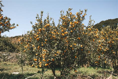 Tangerine Picking Jeju Guide: A Juicy Adventure