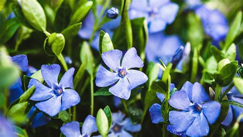 Planting And Growing Herbaceous Evergreen Groundcovers Rosedale Nurseries