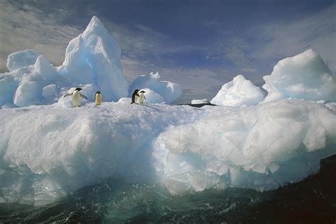 Adelie Penguins On Iceberg Antarctica Photograph By Colin Monteath