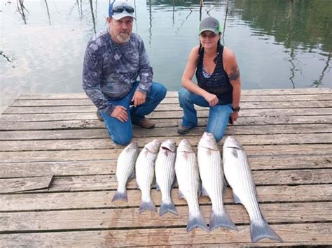 Beaver Lake Striped Bass Fishing Report Guided Striper