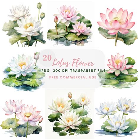 Lotus Flower Clipart Bundle High Quality Watercolor Water Floral