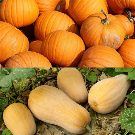 Pumpkin Vs Butternut Squash How To Pick Each Foodiosity