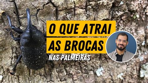 Como as BROCAS das PALMEIRAS são atraídas para o jardim YouTube