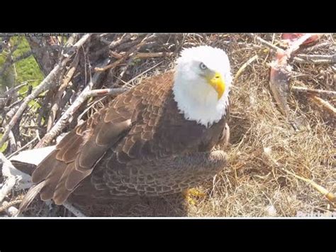 Swfl Eagles We Are Officially On Egg Watch M Brings In Huge