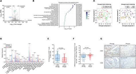 Frontiers Fusobacterium Nucleatum Induces A Tumor Microenvironment