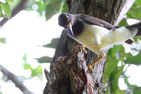 Brown Jay Yucat N Subspecies Cyanocorax Morio Vociferus Inaturalist