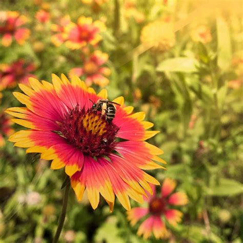 Red And Orange Texas Wildflowers | Best Flower Site