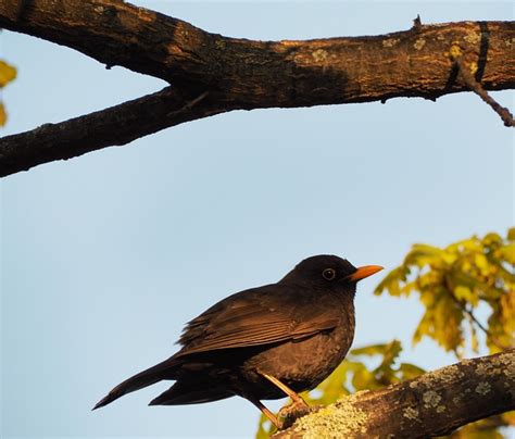 Amsel Vogel Kostenloses Foto Auf Pixabay Pixabay