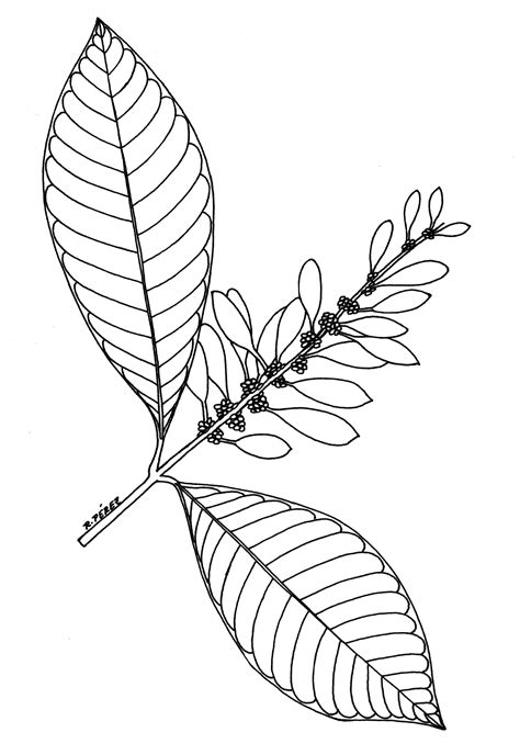 Chaconia Flower Colouring Pages Sketch Coloring Page