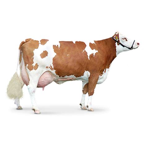 Cow Png Image Purepng Free Transparent Cc0 Png Image Library