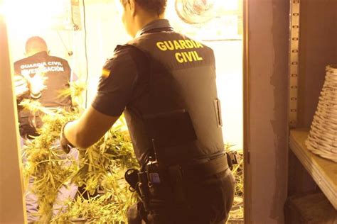 La Guardia Civil Se Incauta De Casi Mil Plantas De Marihuana En