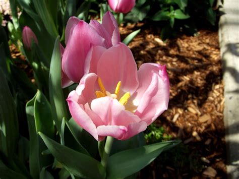 Tulipa Christmas Dream Liliaceae Twacar Flickr