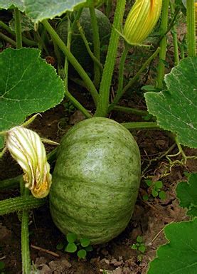 Speisek Rbis Pumpkin Cucurbita Pepo Auf Pflanzenliebe De Bei Den