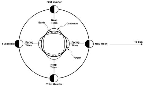 Spring Tide Diagram Black And White
