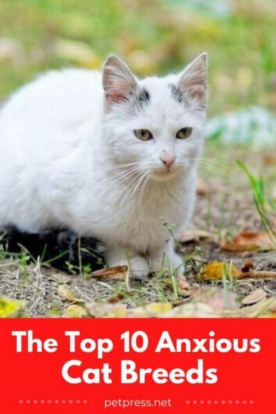 The Top 10 Anxious Cat Breeds (And How to Help Them Chillax)