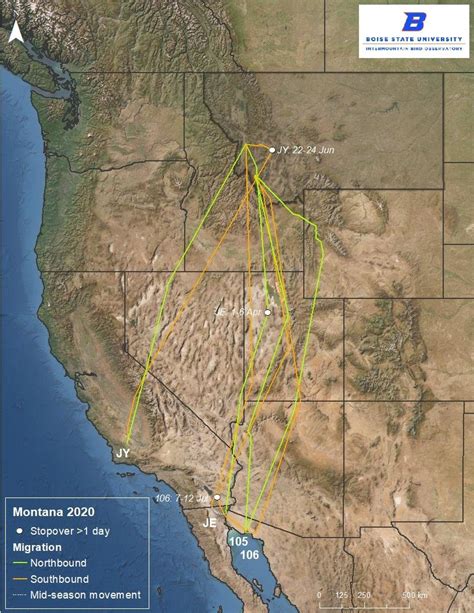 Details of Long-billed Curlew migration from Montana in 2020 ...