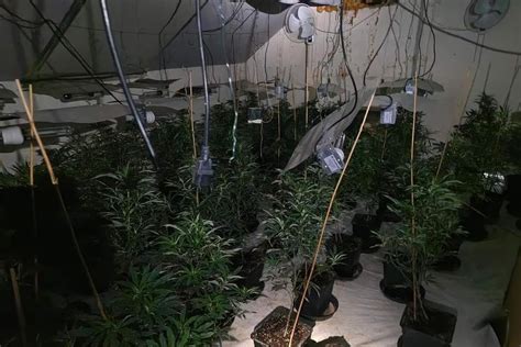 Two Drugs Raids Uncovered Over 300 Cannabis Plants Being Cultivated In Doncaster