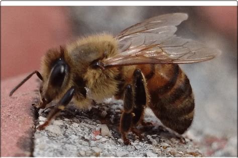 European Honeybee Apis Mellifera Linneaus Is Natural Host Of The