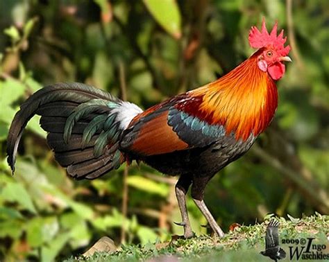 Gallus Gallus Gallo Rosso Della Giungla