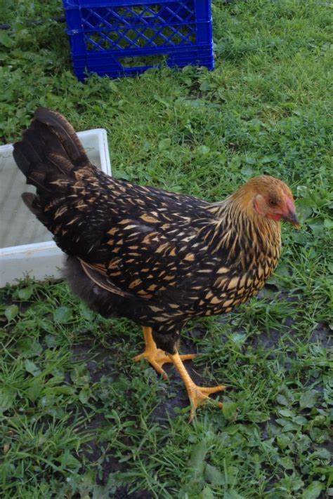 Golden Laced Wyandotte Pullet Or Cockerel Backyard Chickens Learn How To Raise Chickens