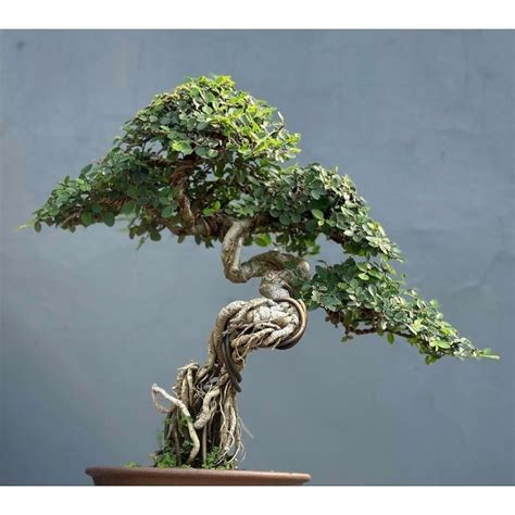 Jual Bonsai Ulmus Micro Siap Pajang Real Pick Shopee Indonesia