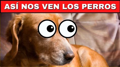 C Mo Nos Ven Los Perros Las Sorprendentes Formas En Que Nuestros