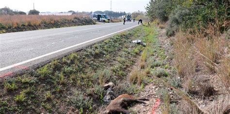 Trágico Accidente En Vinyols Un Vecino Pierde La Vida Tras Atropellar