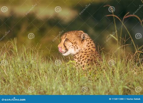 Afryka Ski Gepard Masai Mara Park Narodowy Kenja Afryka Kot W Natury