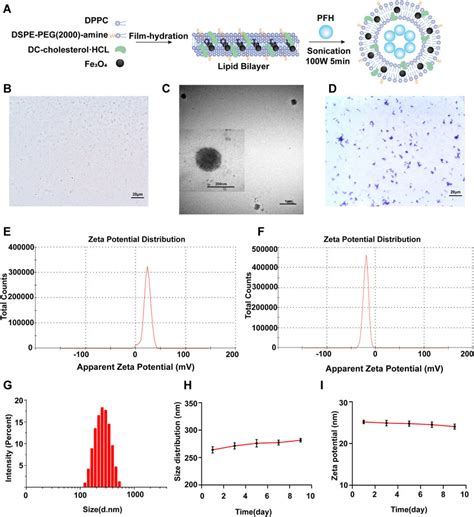 Synthesis And Characterization Of Pfh Cl Fe O Nps And B Bifidum