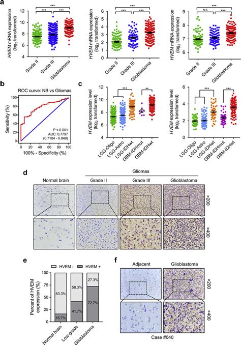 Hvem Expression Is Elevated In Aggressive Gliomas A Analysis Of Hvem