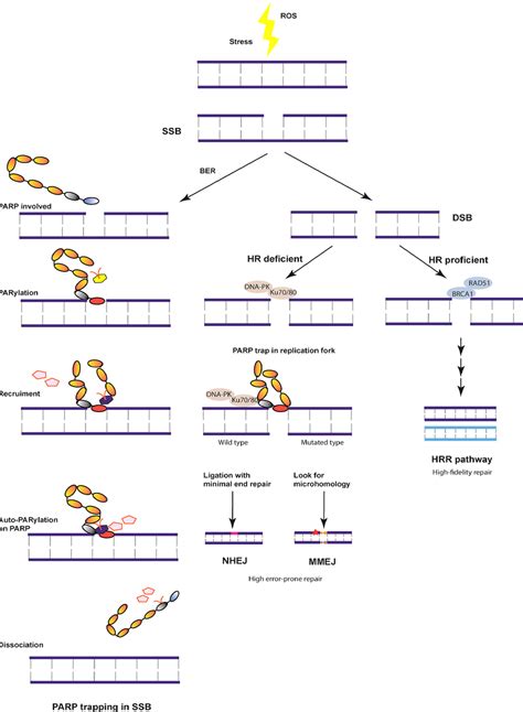 Overview Of The Dna Damage Repair Pathway Dna Damage Is Induced In