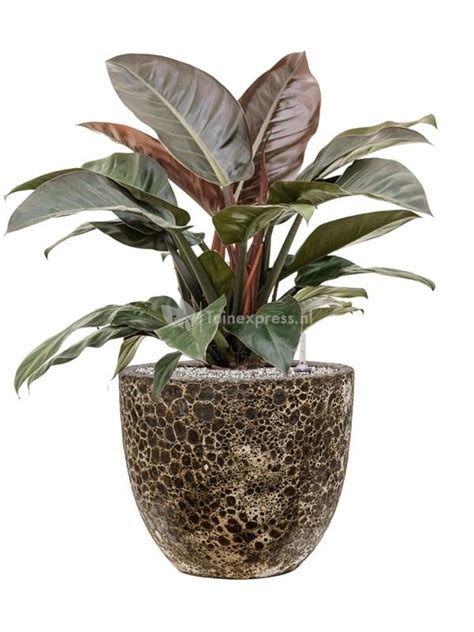 Plantenwinkel Nl Plant In Pot Philodendron Imperial Red Cm