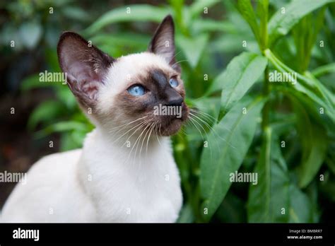 Seal Point Siamese Cat In The Garden Stock Photo Alamy