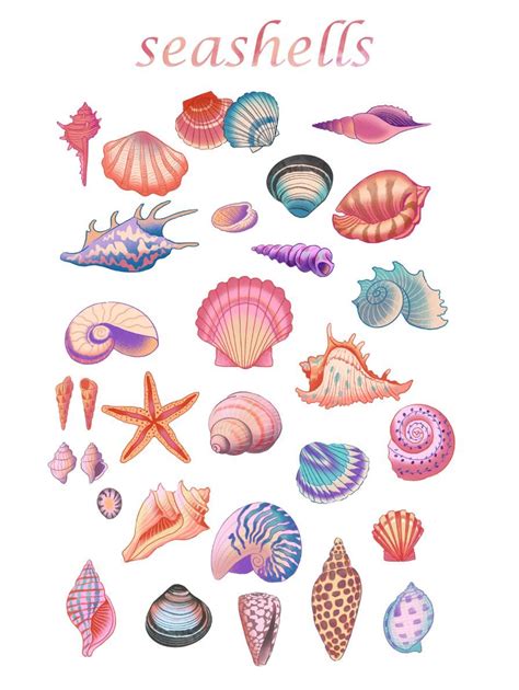 Seashells PNG Clipart-watercolor Seashellmarine Wall Art - Etsy | Coquillage dessin, Dessin ...