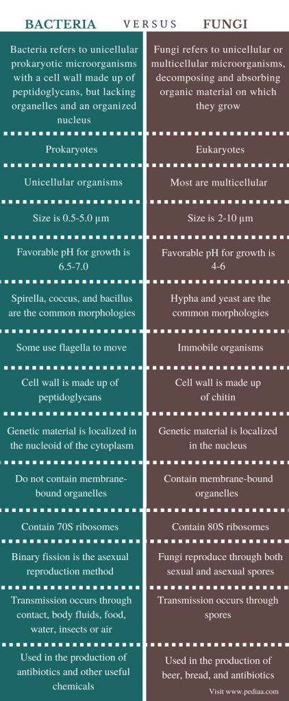 Difference Between Bacteria and Fungi | Definition, Features ...