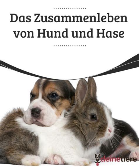 Das Zusammenleben Von Hund Und Hase Hunde Hase Raubtier