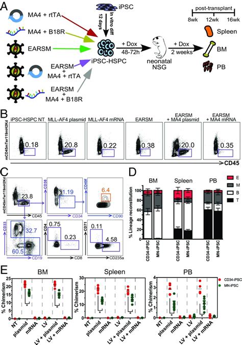 Respecifying Human IPSC Derived Blood Cells Into Highly Engraftable