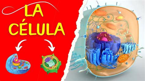 LA CÉLULA LA UNIDAD BASICA DE LA VIDA Biología Celular YouTube