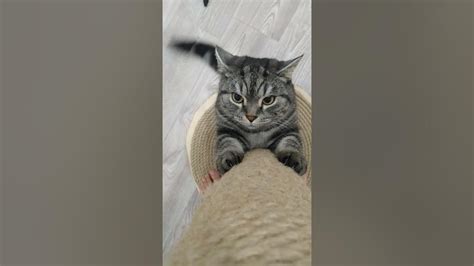 злой 🐱🐱🐱🐱🐱🐱🐱🐱🐱🐱🐱🐱🐱🐱🐱🐱🐱🐱🐱😾💩😇 - YouTube