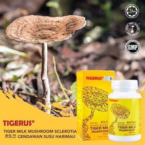 Tigerus Tiger Milk Mushroom Sclerotia Cendawan Susu Harimau 虎乳芝 300mg x