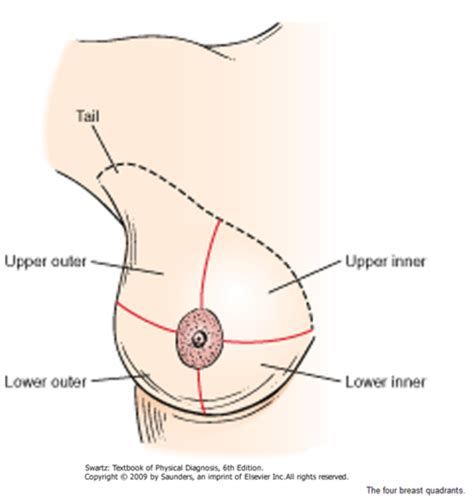 Anatomia Y Fisiologia De La Mama Flashcards Quizlet