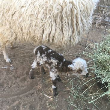 Navajo-Churro sheep are descended from Spanish flocks