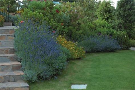 Quando Piantare La Lavanda Piante Da Giardino Piantare La Lavanda