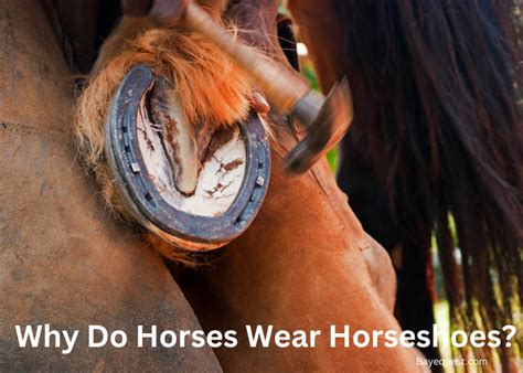Why Do Horses Wear Horseshoes Purpose Benefits And Facts
