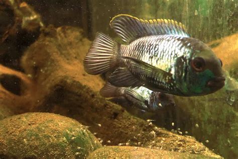 Electric Blue Acara Profile Care Breeding And More