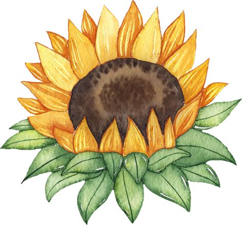 Watercolor Sunflowers Clipart Ai Generative 23954177 Png