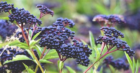 Elderberry Benefits And Dangers