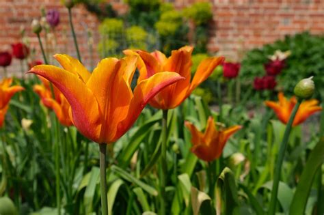 Nos Conseils Comment Rempoter Une Plante