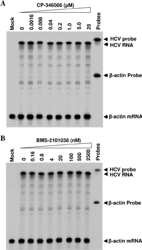 Effects Of Mtp Inhibitors On Hcv Rna Replication Hcv Infection And Download Scientific Diagram