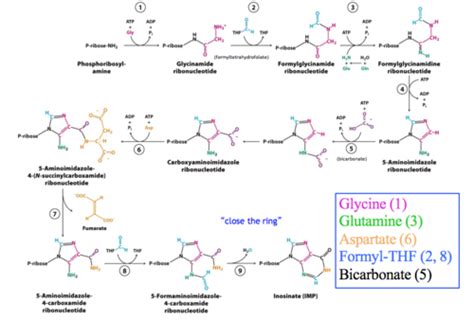 Biochem Amino Acid Metabolism Flashcards Quizlet